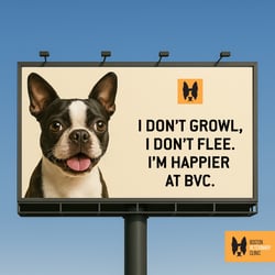 BVC - Dog Billboard Variation A - April 2025 - 1200x1200