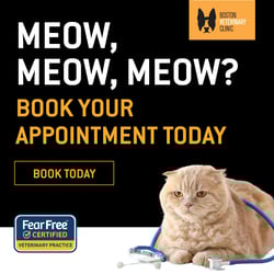 BVC - Puppy & kitten check-ups Single Image - 1200x1200 (1)